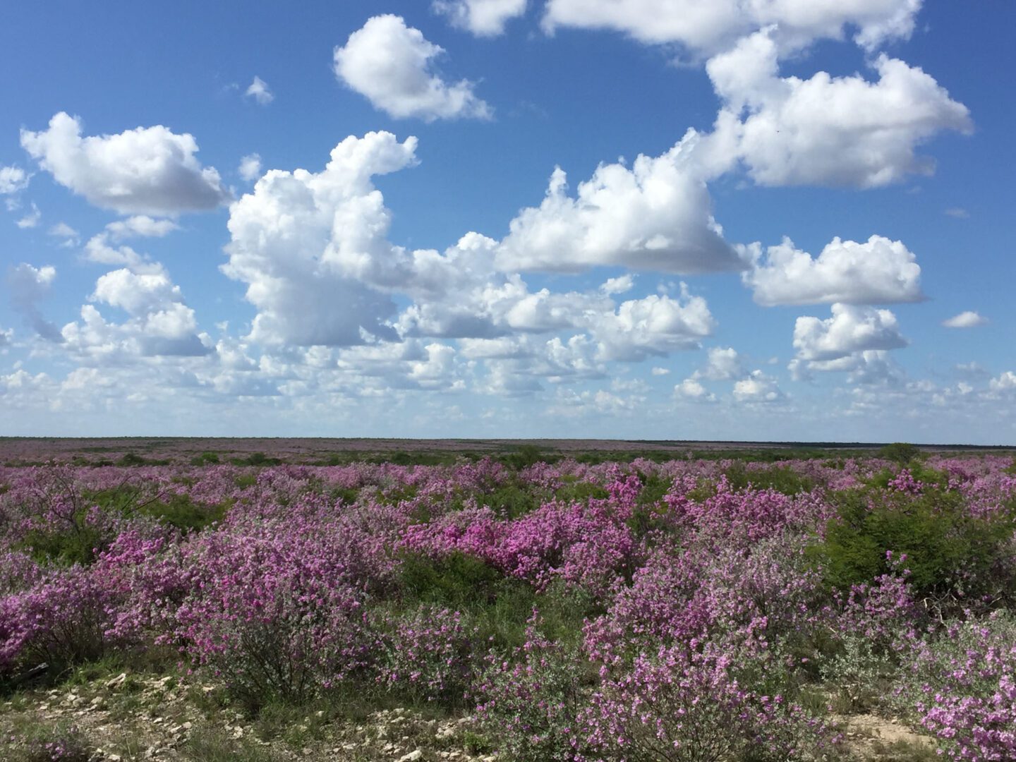 Southwest Texas