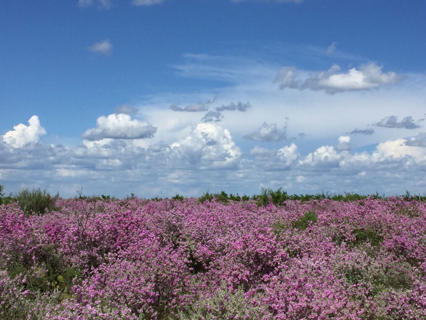 Southwest Texas