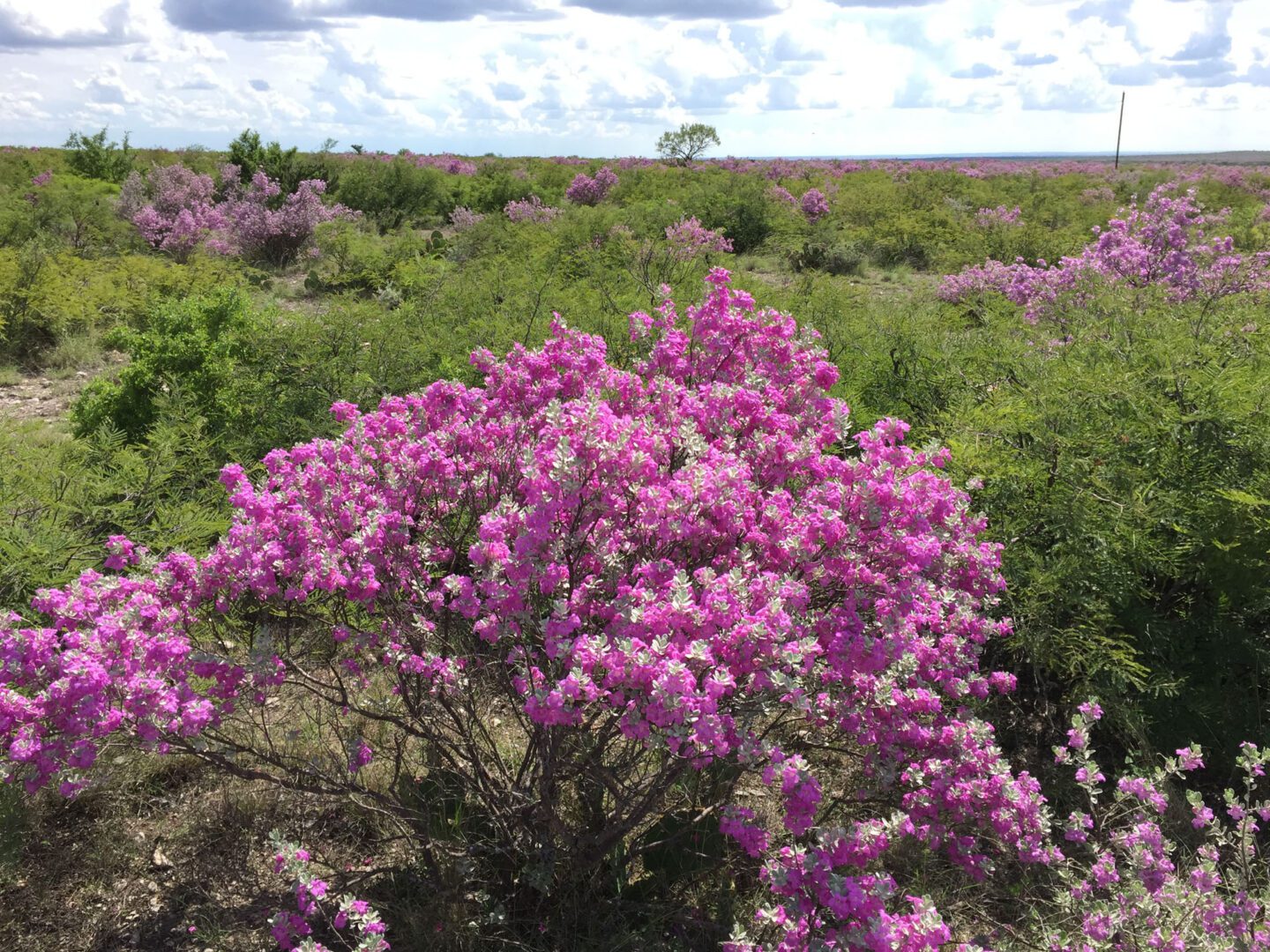 Val Verde County Ranch