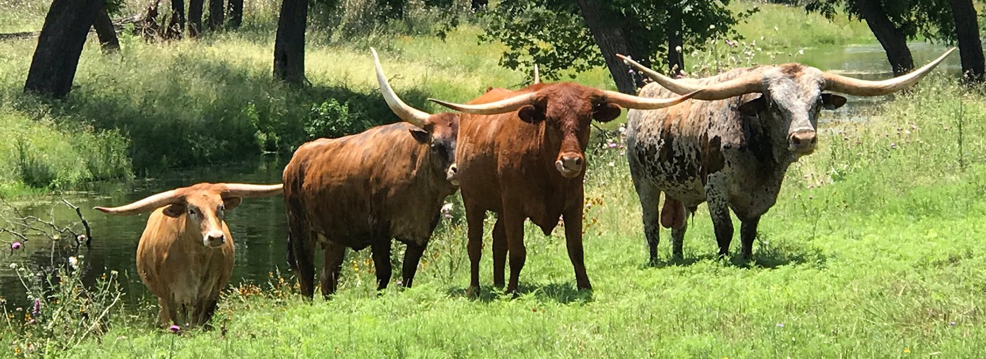 longhorns-cropped